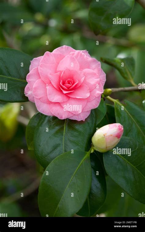 Camellia Japonica Mathotiana Rosea Stock Photo Alamy