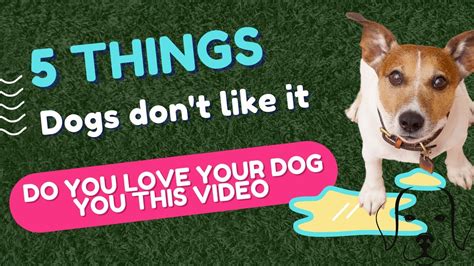 Top 5 Things Dogs Hate You Should Avoid Youtube