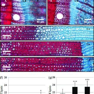 We did not find results for: (PDF) Long cold exposure induces transcriptional and ...
