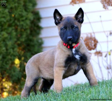 Belgian Malinois Puppies For Sale Greenfield Puppies