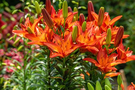 How To Grow And Care For Orange Lily Lilium Bulbiferum