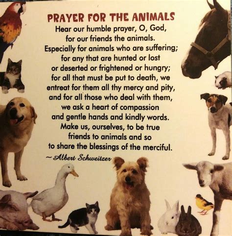 Prayer For The Animals Prayerquotesforthesick With Images Sick
