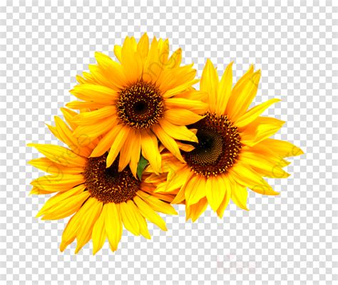 Sunflower Cluster Clip Art