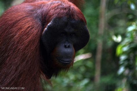 Adult Male Borneo Orangutan Pongo Pygmaeus At Pondok Tanggui