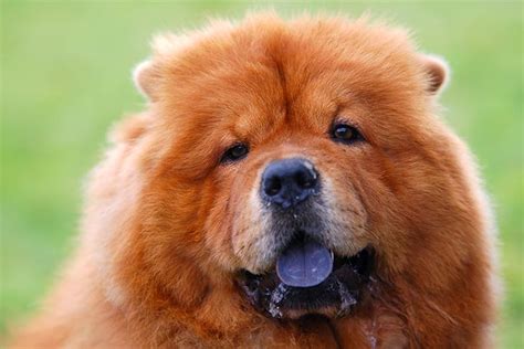 Why Do Chow Chows Have Blue Tongues American Kennel Club