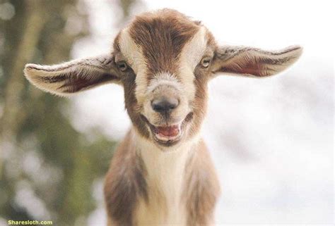 Cute Baby Goat Pictures Sharesloth
