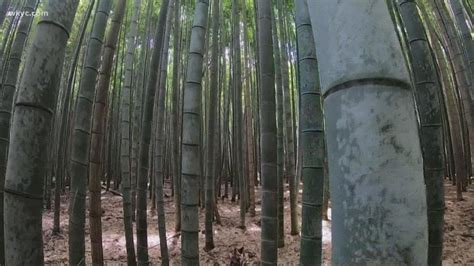 Inside One Of The Most Amazing Bamboo Forests In The World Youtube