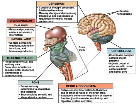Anatomi Sistem Saraf Pusat Homecare