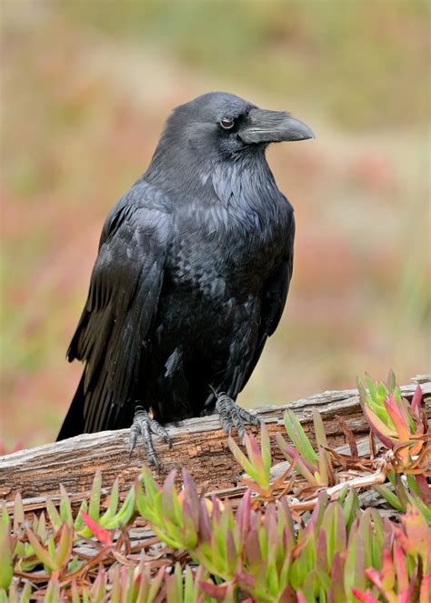 Common Raven — Sacramento Audubon Society