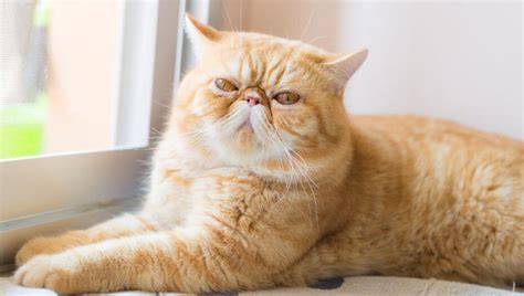 Exotic Shorthair Cat Breed Information Purina