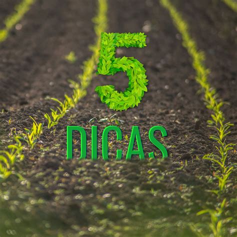 5 Dicas Para Otimizar O Preparo Do Solo Para Plantio Terra De Cultivo