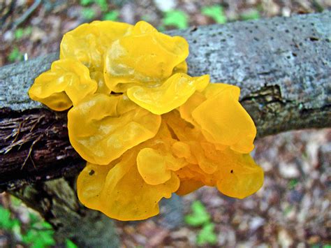See more ideas about yellow fungus, yellow, color palette yellow. Tremella Mesenterica - Yellow Brain Fungus Photograph by ...