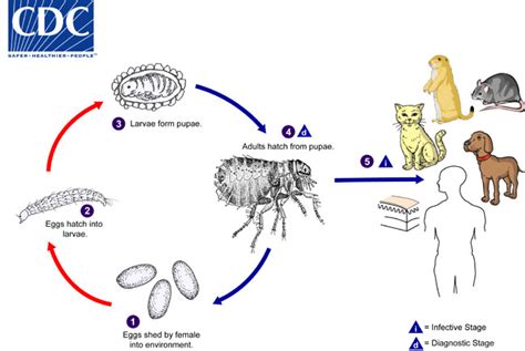 Introducing The Ultimate Flea Prevention Guide