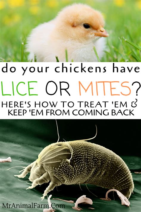80 Best Of How Do You Kill Mites On Chickens Insectza