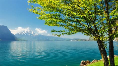 Green Leafed Tree Near Calm Body Of Water And Landscape