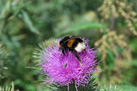 Thistle Bumblebee Flower Free Photo On Pixabay