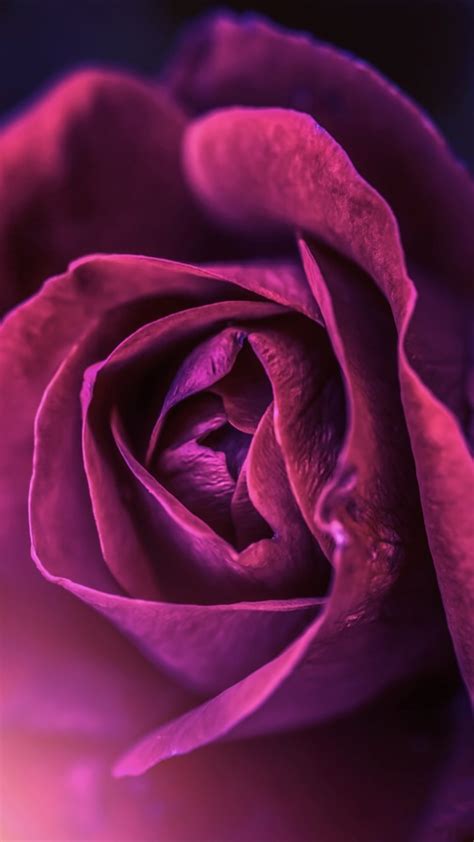 Background Flower And Lock Screen Image Lock Screen Rose 720x1280