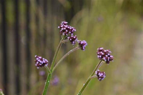 Brazilian Vervain Verbena Brasiliensis Stock Photo Download Image Now