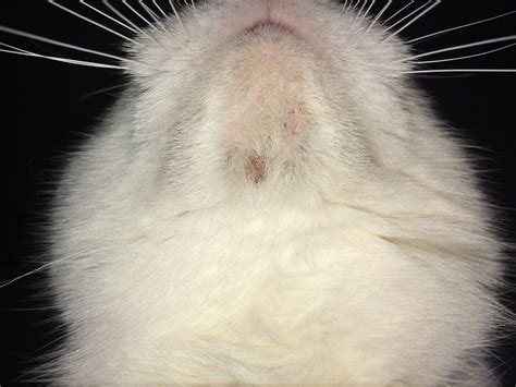 Small Scab Like Abrasion On My Cats Chin Thecatsite