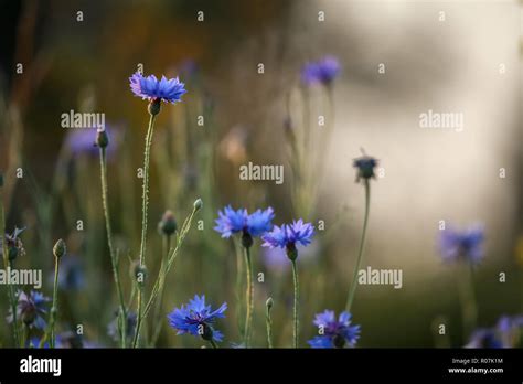 Cornflowers And Poppies On A Green Grass Blooming Flowers Meadow With