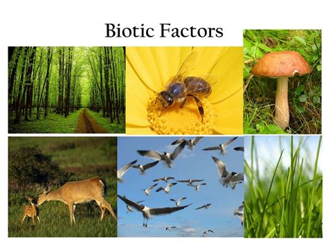 Ppt Organisms And Their Relationships Powerpoint Presentation Free
