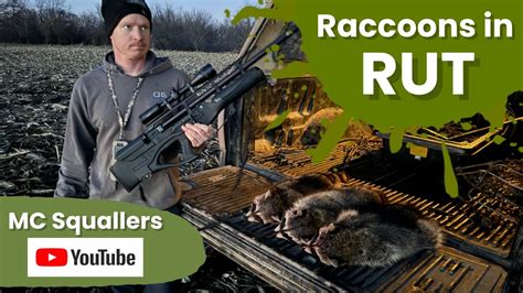 Daytime Raccoon Calling Raccoons In Rut Hunting Raccoonhunting