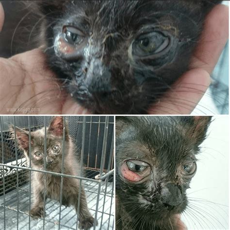 Sembuh penyebab dan cara mengatasi mata kucing berair kucing pedia. Ubat Kurap Susu - Opening c