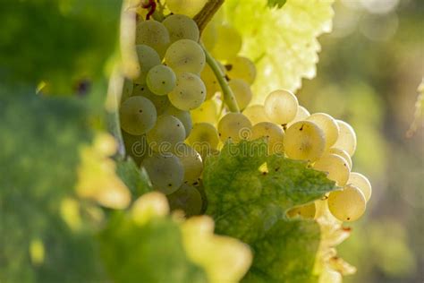 Brunch Of White Grapes Stock Photo Image Of Agricluture 129198602