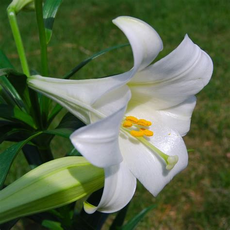 Caring For Easter Lilies How To Plant Easter Lily After Blooming With