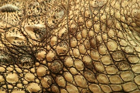 What Does Dinosaur Skin Feel Like The Bumpy Textures Explained
