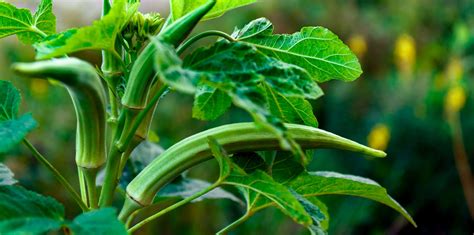 The Best Practices For Growing Okra In Southern Florida Living Color
