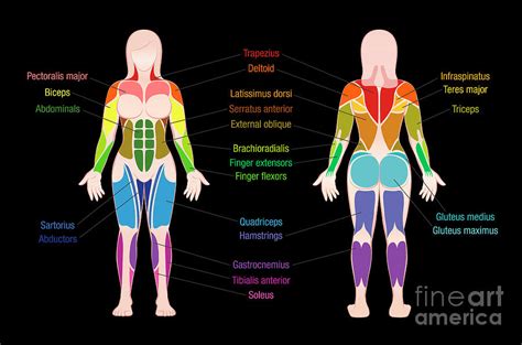 Muscle Chart Female Body Colored Muscles Black Digital Art By Peter