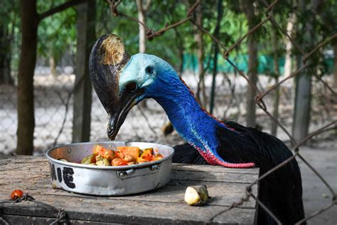 Incredible Cassowary Facts A Z Animals