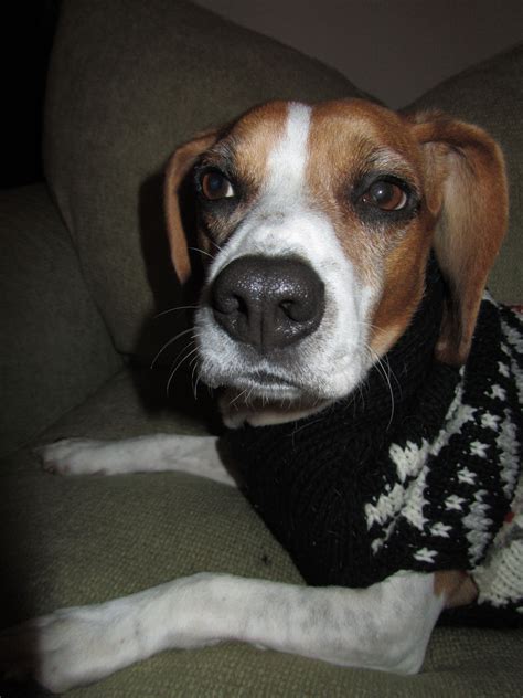 Silly Beagle Beagle Dog Beagle Animals And Pets