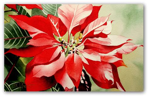 The Best Free Poinsettia Watercolor Images Download From 114 Free