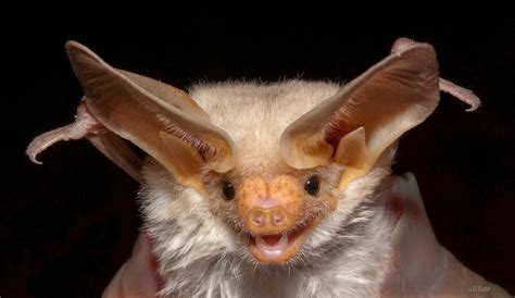 This Is A Pallid Bat And One Of The Cutest Things I Ever Did See