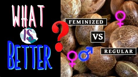 Feminized Seeds Or Regular Seeds Which Is Better And Whats The