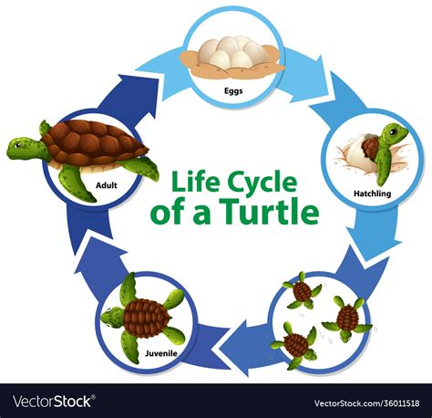 Diagram Showing Life Cycle Turtle Royalty Free Vector Image