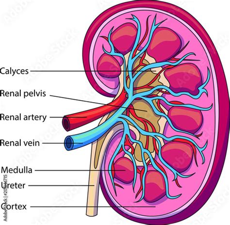 Vecteur Stock Schematic Vector Diagram Of A Kidney Kidney Structure