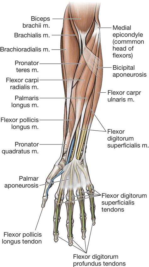 Elbow Musculoskeletal Key