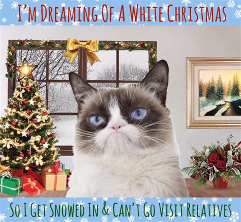 Grumpy Cat Christmas 🎄 Grumpy Cat Grumpy Cat Christmas Grumpy Cat Humor