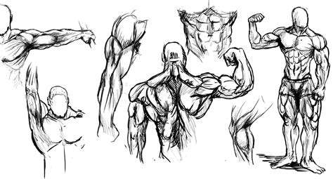 Chest Muscles Anatomy Drawing The Plateau Proof Chest Building Plan