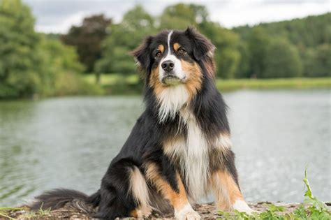 14 Beautiful Australian Shepherd Colors With Pictures