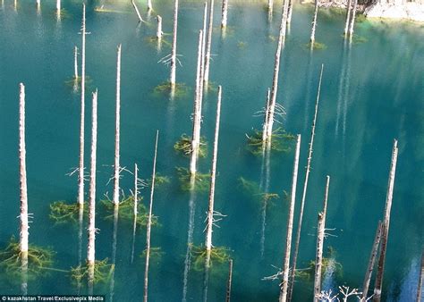 Photos Show The Amazing Sunken Forest Rising Out Of A Lake Daily Mail
