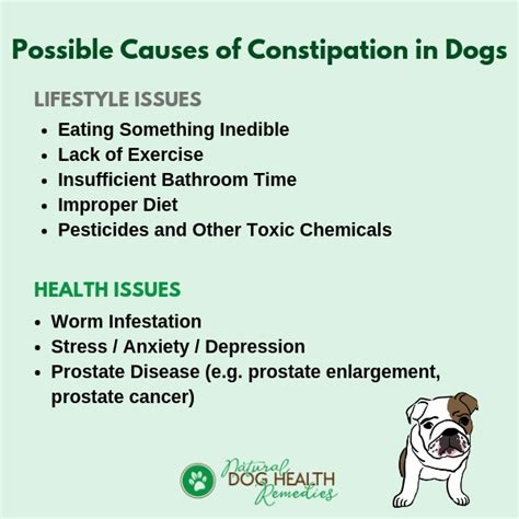 What Causes Dog Constipation