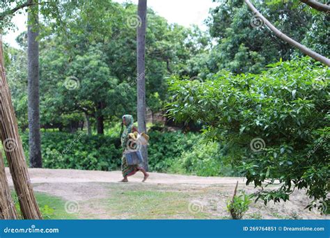 rural indian village landscape in jangipur murshidabad old lady is walking editorial photo