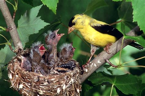 Mother Bird Feeding Baby Birds Animals