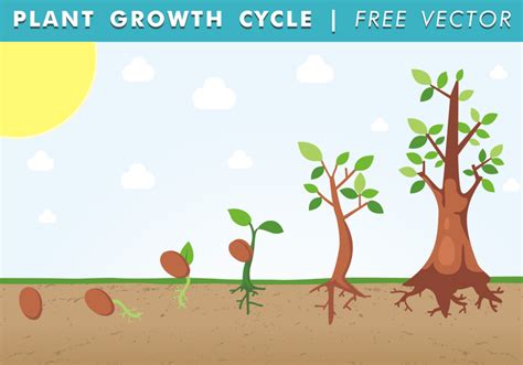 Ciclo de crecimiento de la planta vector libre Descargue Gráficos y