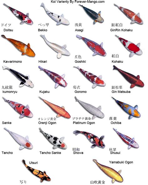 Koi Fish Names Picture Fish Picture Wallpaper
