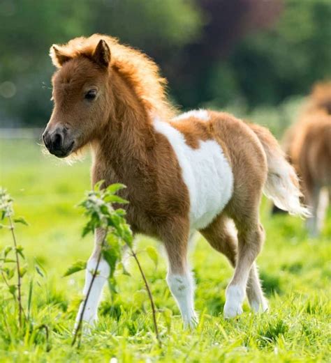 Is A Pony A Baby Horse Lets Check The Facts To Find Out Horse